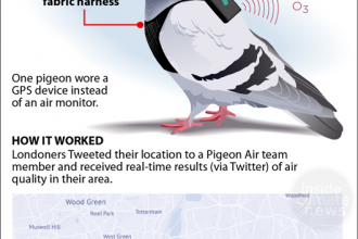 Pigeons tested technology to monitor air pollution in London