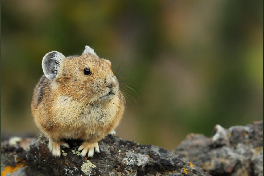 The American pika is disappearing because of climate change