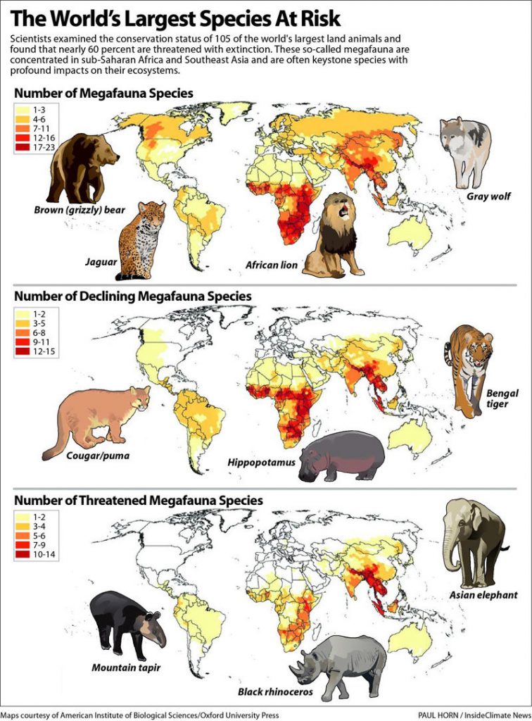 The World's Largest Species At Risk - Inside Climate News