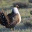 The Greater Sage-Grouse's endangered status has caused friction over the federal Endangered Species Act