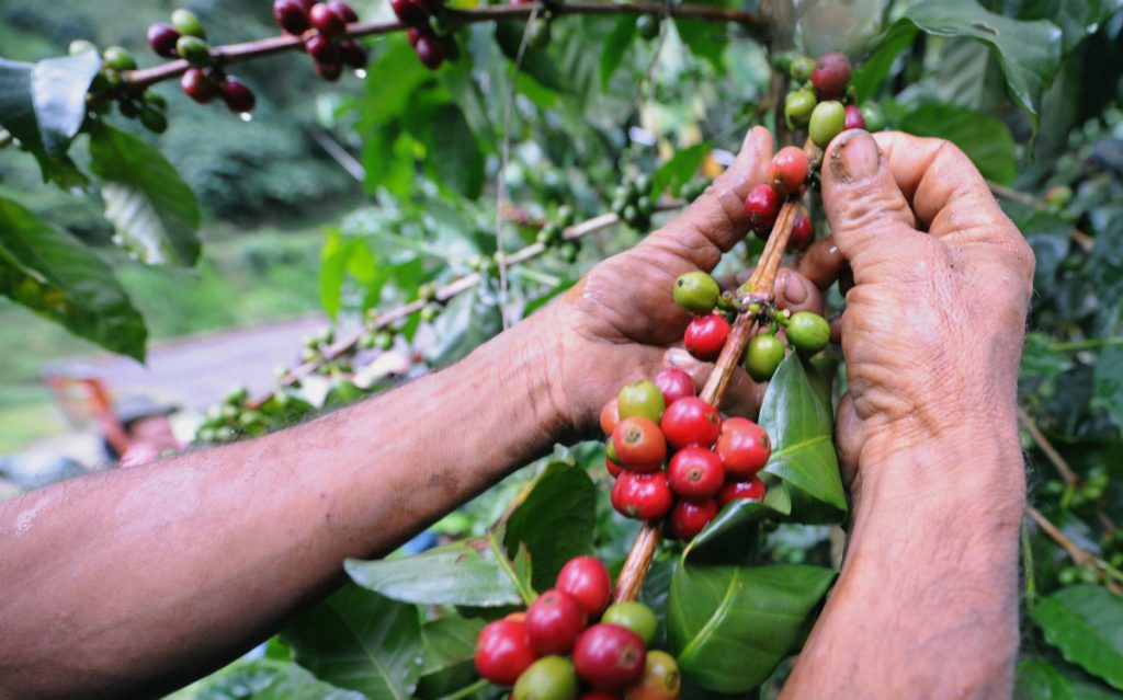 Coffee's Fate Is Getting Jittery as Climate Change Puts Growing Areas at Risk Inside Climate News