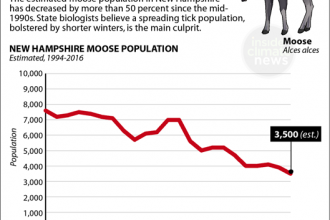 Moose on the Decline in N.H.