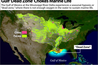 Gulf 'Dead Zone' Chokes Marine Life