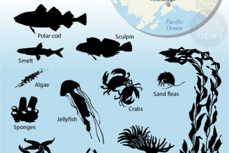 Boulder Patch's Vast Sea Life