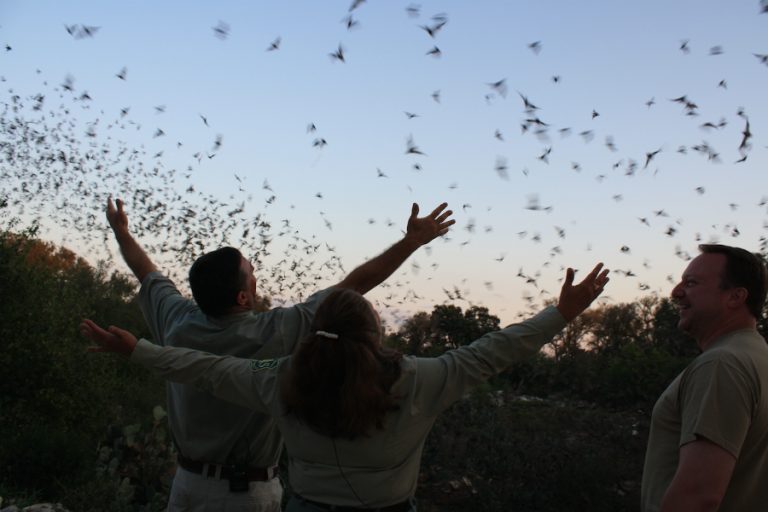 Bat Swarms Tracked by Weather Radar Reveal Earlier Migration as Warms Inside Climate News