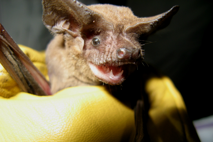 A Brazilian free-tailed bat. Credit: Kathleen Smith/Florida Fish and Wildlife Conservation Commission
