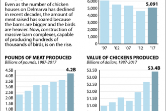 Bigger Barns, Bigger Chickens: Delmarva's Poultry Industry by the Numbers