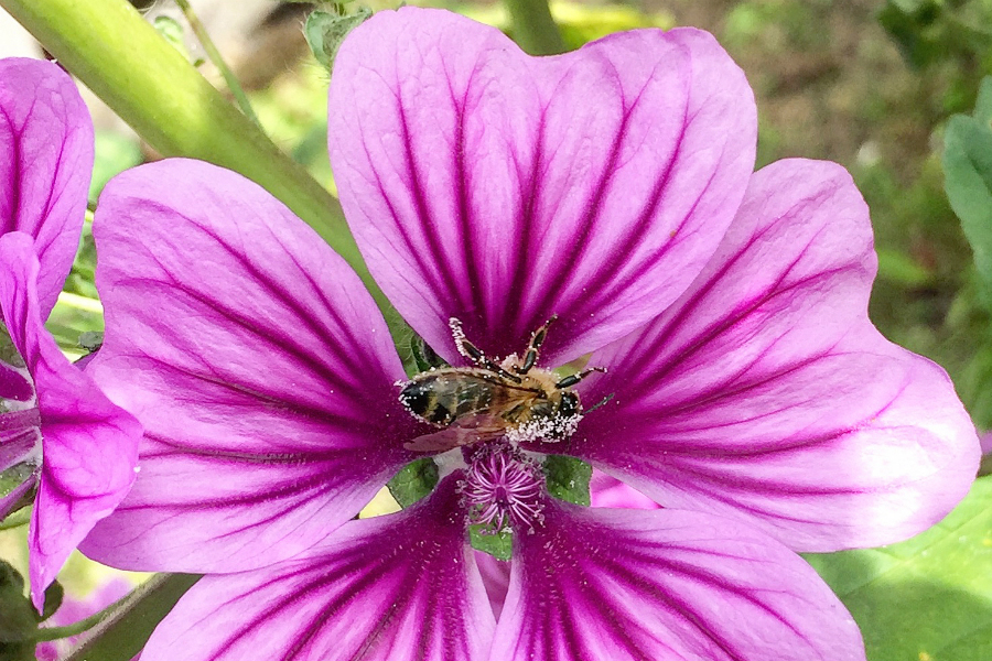 A European honeybee (Apis mellifera) is dusted in pollen on a purple mallow in Gobelsburg, Austria, in 2017. Credit: Bob Berwyn