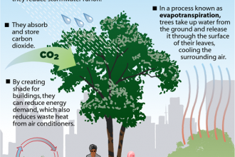 Infographic: Why Trees Are So Cool