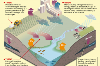 Infographic: The triple threat of nitrogen fertilizers