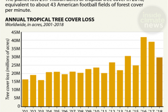 Chart: Tropical Tree Cover Lost Worldwide