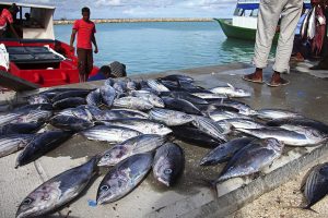 Fishermen in the Maldives bring in a catch. Ocean warming is putting coastal fish under higher stress, particularly in the tropics. In the islands, coastal species have no few if any options to escape the heat. Credit: EyesWideOpen/Getty Images