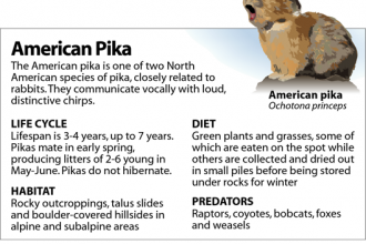Profile: The American Pika