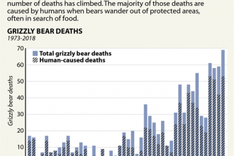 Chart: Grizzly Bear Deaths in the Yellowstone Area