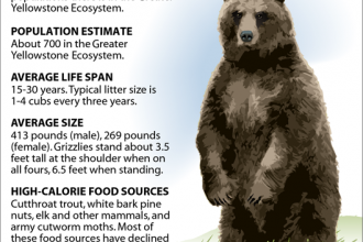 Fact Box: The Grizzlies of Yellowstone