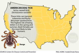 Infographic: American Dog Tick