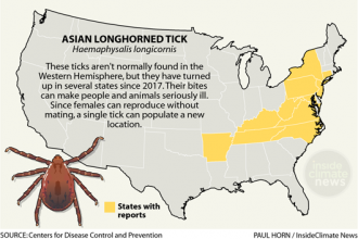 Infographic: Asian Longhorned Tick