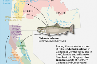 Infographic: Rising Temperatures Putting Salmon at Risk