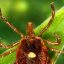 A lone star tick. To find a host, some ticks grope about with their forelegs from a leaf or grass blade, a behavior known as "questing." Credit: Smith Collection/Gado/Getty Images