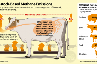 Infographic: Livestock produce large amounts of methane gas