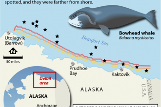 Map: Bowhead Whale Sightings