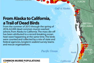 Infographic: From Alaska to California, a Trail of Dead Birds