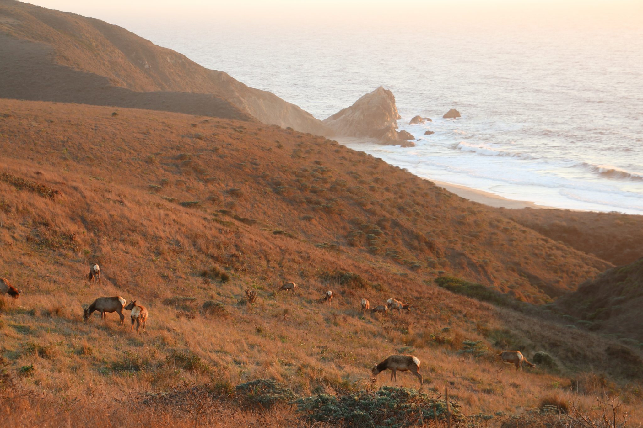 California Ranchers and Activists Face Off Over a Federal Plan to Cull ...