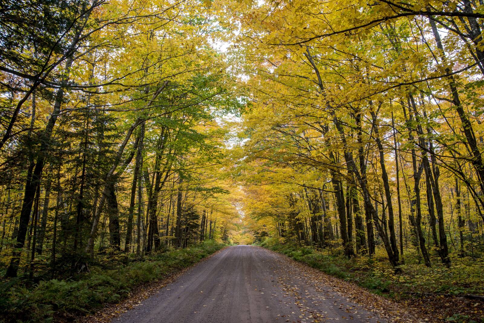 A new virtual reality simulation shows a user what a forest ecosystem may look like in 30 years as climate change takes effect.