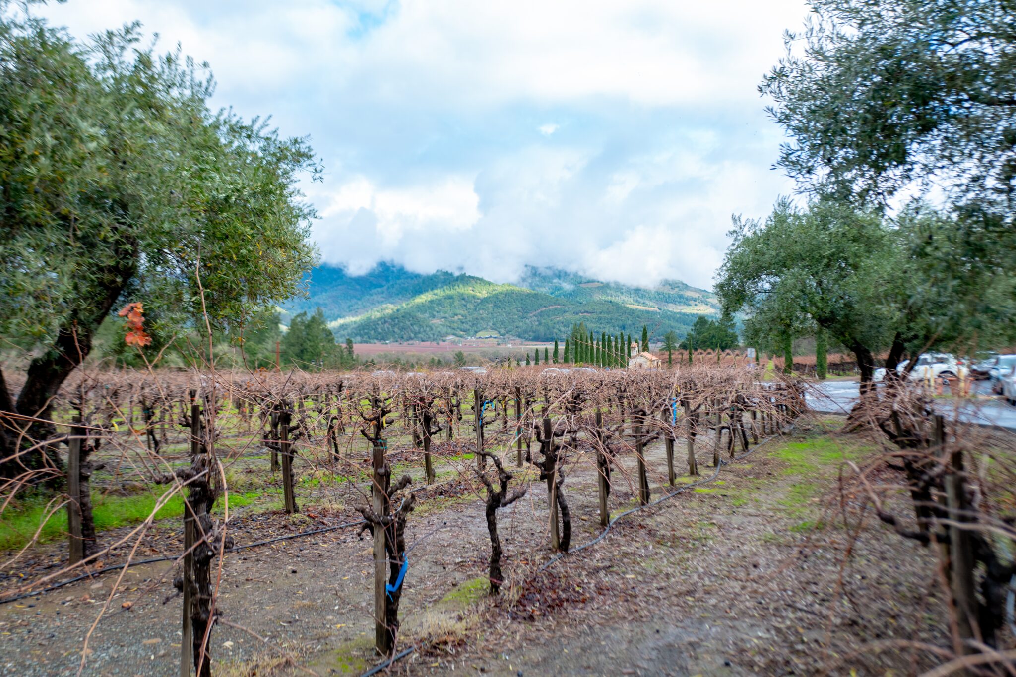 Grapevines at Castello di Amorosa, in the Napa Valley Wine Country, Calistoga, California, December 22, 2019.