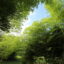 Three species of farm-cultivated bamboo towering in Hawkinsville, Georgia. Credit: Audrey Gray
