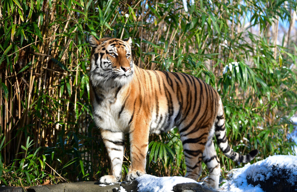 An Amur tiger at the Bronx Zoo on Dec. 14, 2017 in New York City. Credit: James Devaney/Getty Images