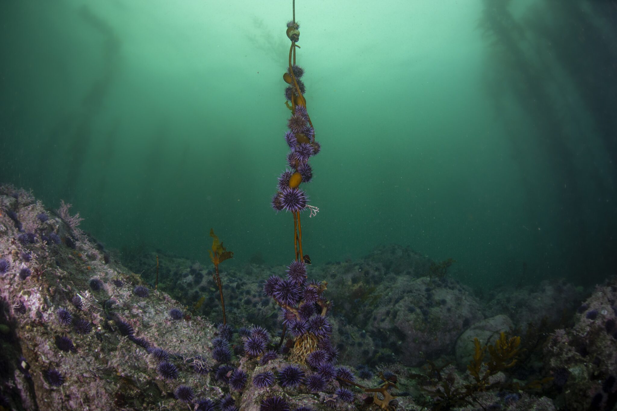 Purple urchins consume the remainder of a small giant kelp. In the background, an urchin barren has cleared the majority of nearby kelp and algae leaving an environment less hospitable for many species. Credit: Michael Langhans