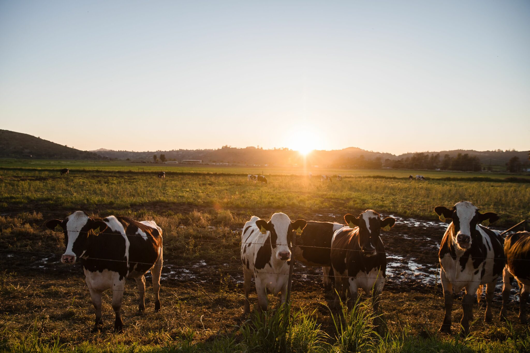 A view of cattle ruminating around Frank Konyn Dairy Inc., on April 16, 2020, in Escondido, California. Credit: Ariana Drehsler /AFP via Getty Images