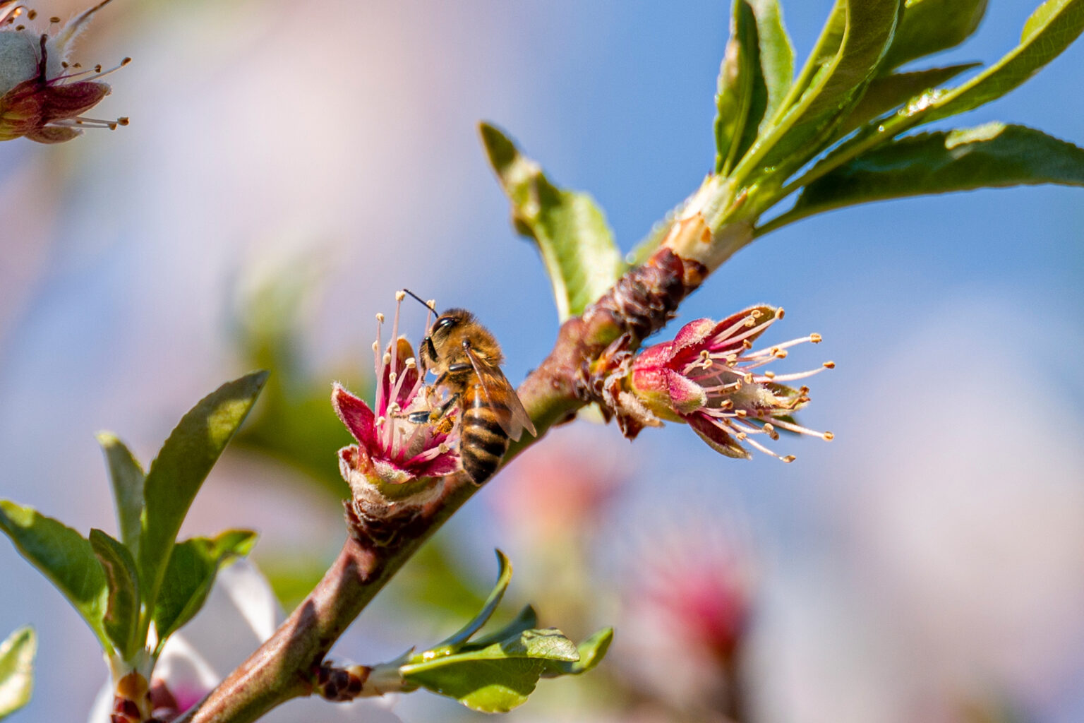 California’s Almond Trees Rely on Honey Bees and Wild Pollinators, but a Lack of Good Habitat is