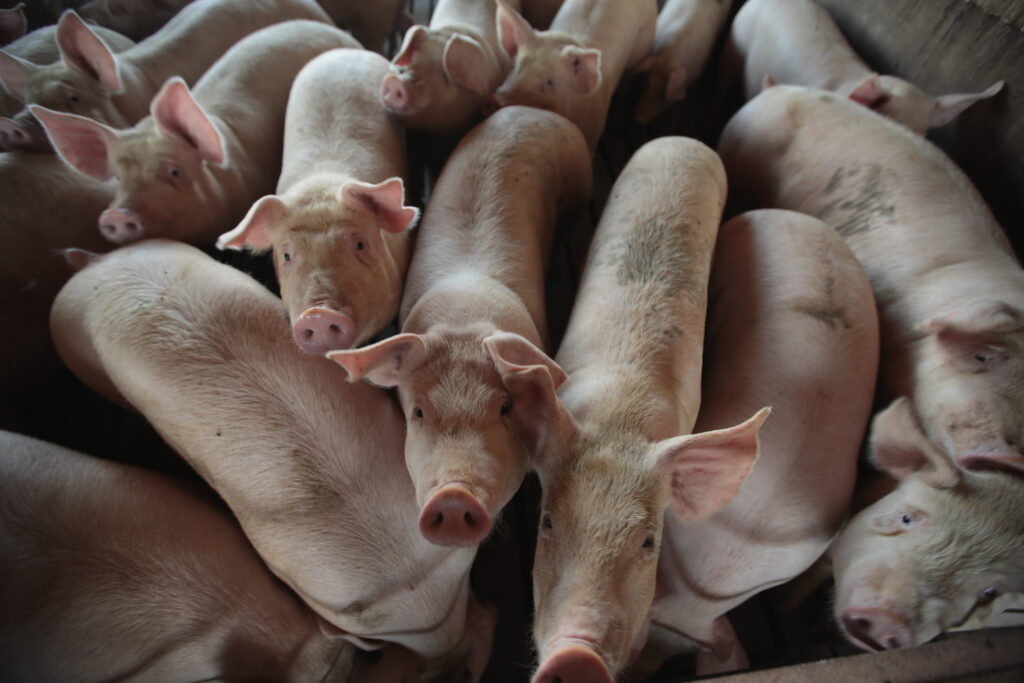 Hogs at a farm in Iowa. Credit: Scott Olson/Getty Images