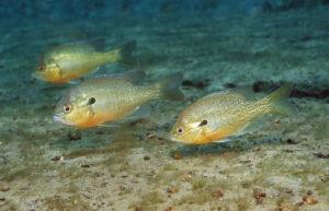 Redbreast sunfish are seein in Florida. Credit: Reinhard Dirscherl/ullstein bild via Getty Images