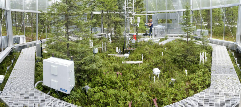 A scientist monitors conditions in a test chamber in the Marcell Experimental Forest. Credit: Oak Ridge National Laboratory/U.S. Department of Energy 