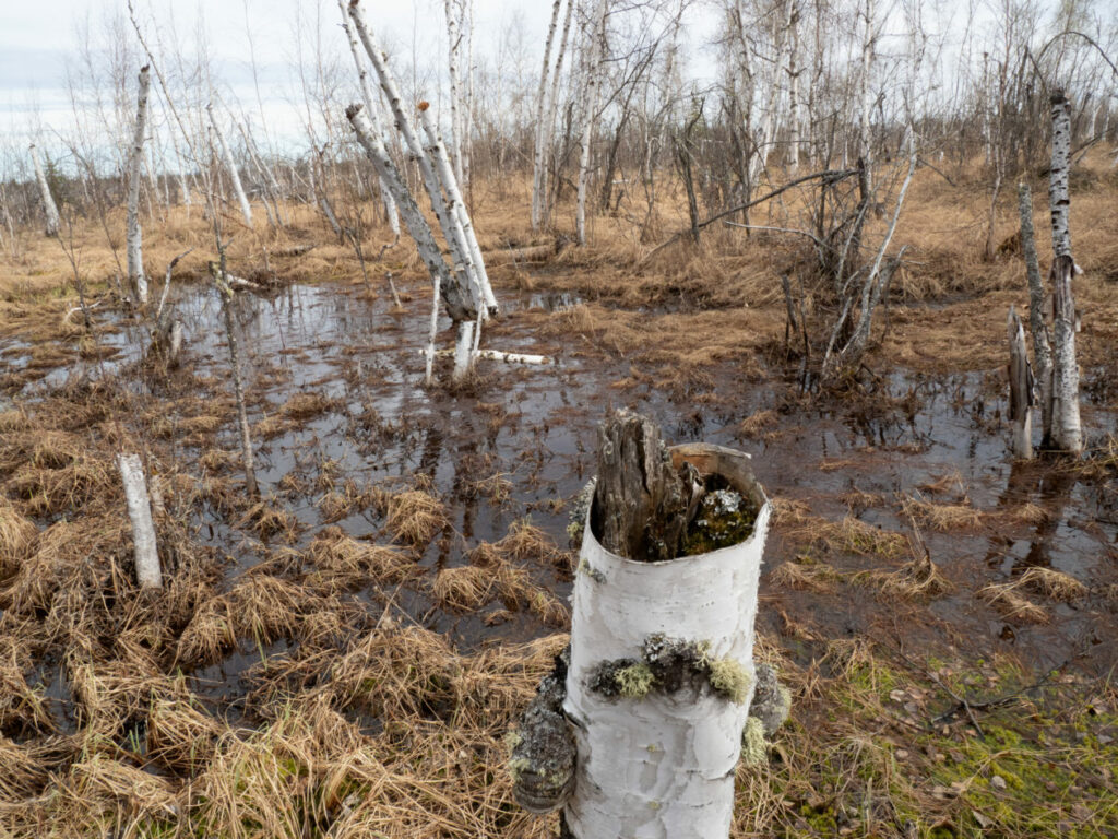 A “drowned” boreal forest in Tanana Flats, Alaska. Credit: Torre Jorgenson