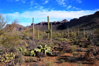 The towering saguaro cactus grows profusely throughout the desert landscape in Saguaro National Park near Tucson, Arizona. Credit: Robert Alexander/Getty Images