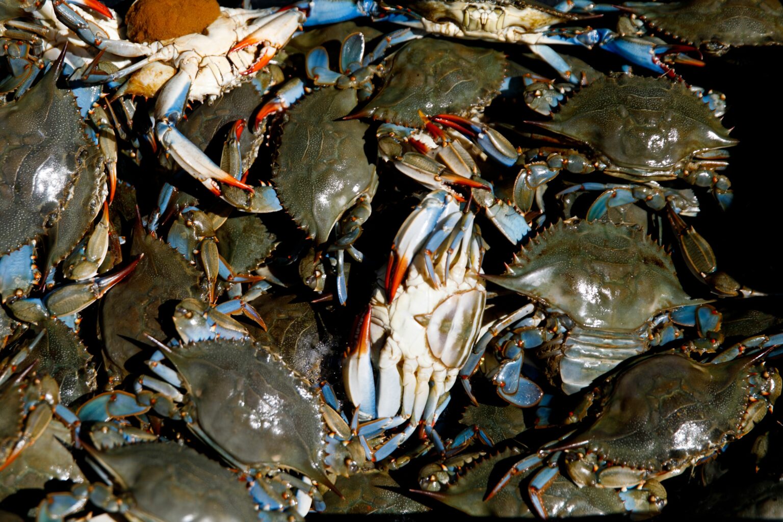 Why the Chesapeake Bay's Beloved Blue Crabs Are at an AllTime Low
