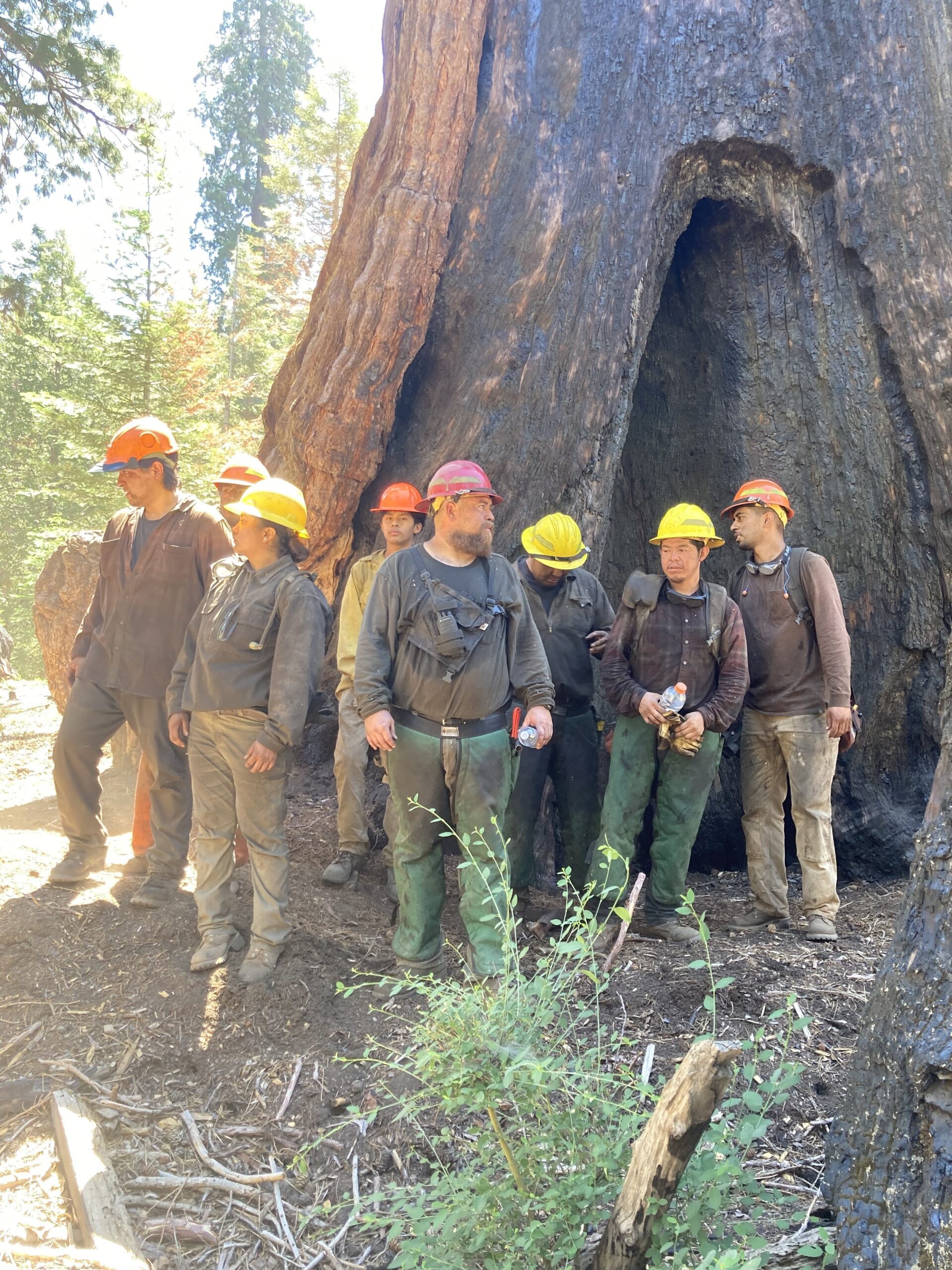 In California, a Race to Save the World’s Largest Trees From Megafires