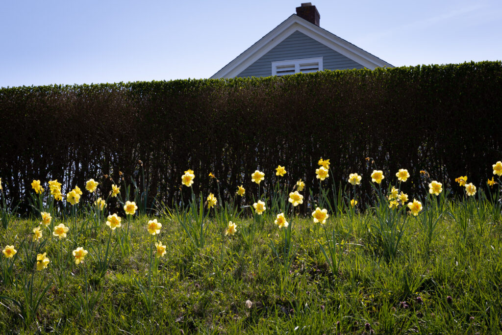 Flower beds and well-manicured hedges and lawns define many of the homes of Fisher's Island. Credit: Devin Speak