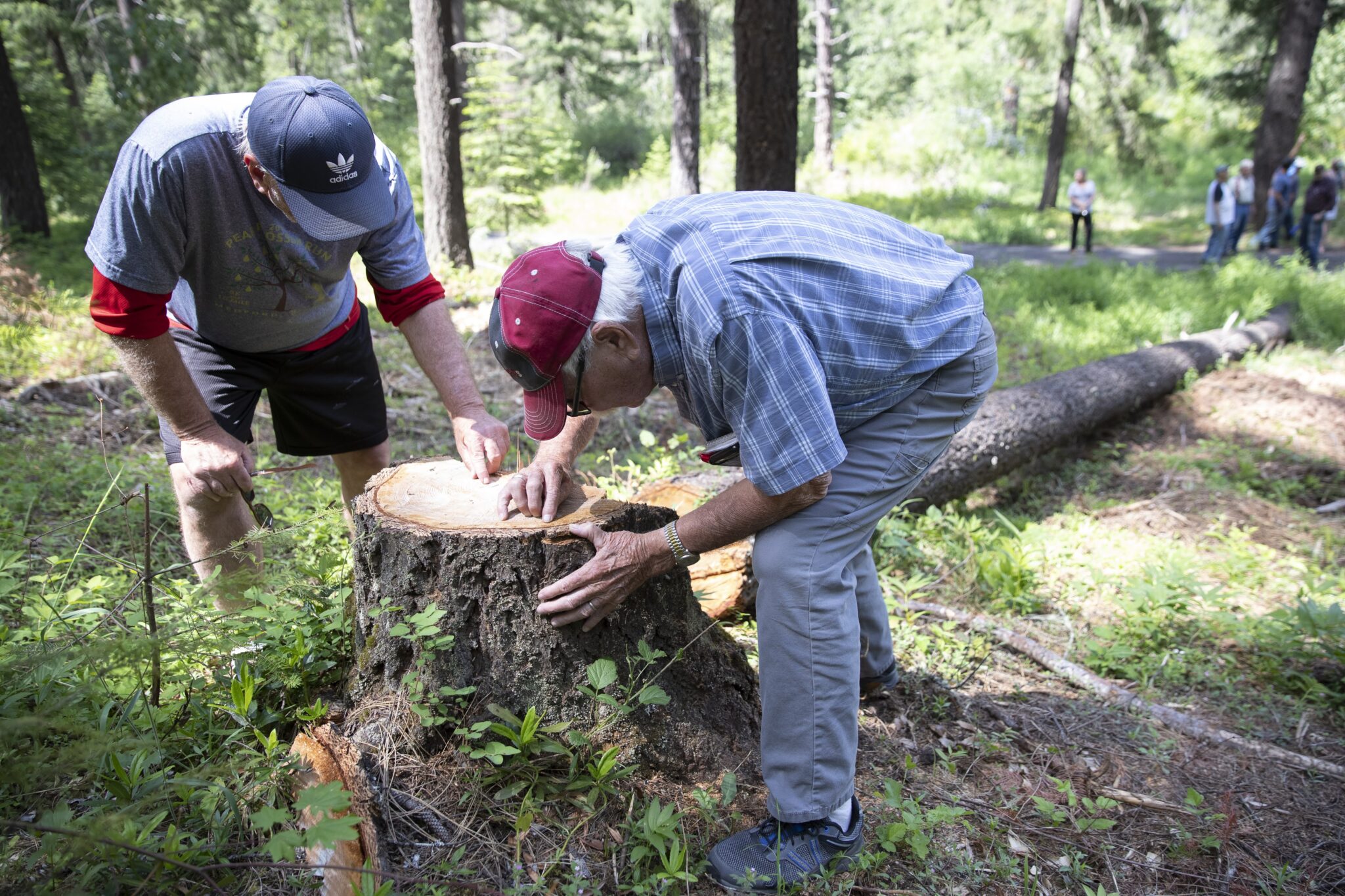 In Oregon Timber Country, a Town Buys the Surrounding Forests to