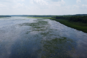 Lower Rice Lake Survival of Wild Rice Threatened by Climate Change, Increased Rainfall ...