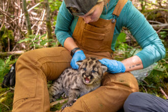 Caitlin Kupar injects a cougar kitten with a chip similar to those used to identify pets while giving the cat a health assessment during a visit by the Olympic Cougar Project to the cougars’ den on the Olympic Peninsula in June 2023. Credit: Michael Kodas/Inside Climate News