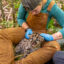 Caitlin Kupar injects a cougar kitten with a chip similar to those used to identify pets while giving the cat a health assessment during a visit by the Olympic Cougar Project to the cougars’ den on the Olympic Peninsula in June 2023. Credit: Michael Kodas/Inside Climate News