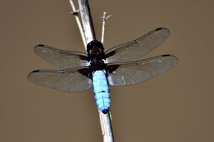 A dragonfly on a branch at Lake Asboga in the Sarikamis district of Kars, Turkey, in August 2023. Credit: Huseyin Demirci/Anadolu Agency via Getty Images.