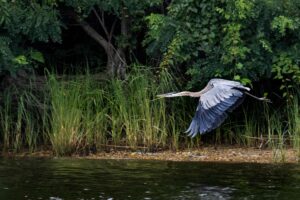 A Blue Heron takes off in July on the Corsica River, a tributary of the Chesapeake Bay, near Centreville, Maryland. Credit: Jim WATSON/AFP via Getty Images.