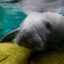 A manatee swims in a recovery pool at the David A. Straz Jr. Manatee Critical Care Center in ZooTampa at Lowry Park in Tampa, Florida, on January 19, 2021. Red tides caused by human use of fertilizers, loss of food in their natural habitat and collision with boats are the main causes of manatee deaths. Credit: Eva Marie Uzcategui/AFP via Getty Images.