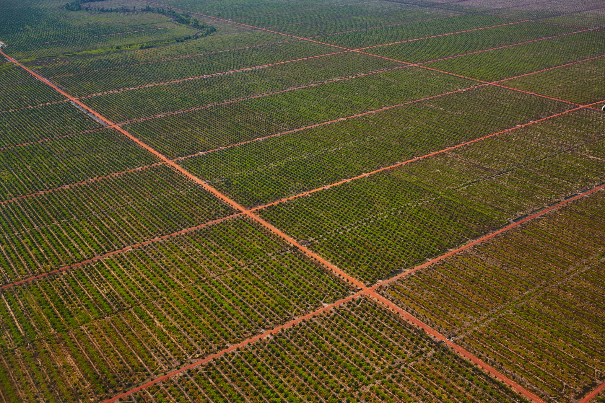 An aerial View of vast plantations of palm trees for the production palm oil in Banjarmasin, Kalimantan, Indonesia. Credit: EyesWideOpen/Getty Images